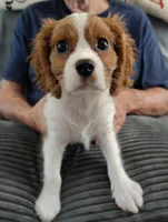 Buster, a male Cavalier King Charles Spaniel for sale in Springfield, MO – 3 of 4