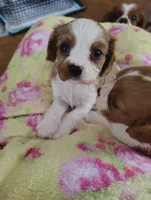 Teddy, a male Cavalier King Charles Spaniel for sale in Springfield, MO – 2 of 3