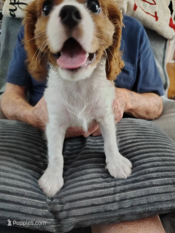 Buster – Cavalier King Charles Spaniel puppy for sale in Springfield, MO