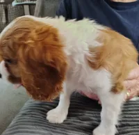 Buster, a male Cavalier King Charles Spaniel for sale in Springfield, MO – 2 of 4
