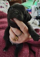 Dumpling, a female Pug for sale in Springfield, MO – 1 of 5