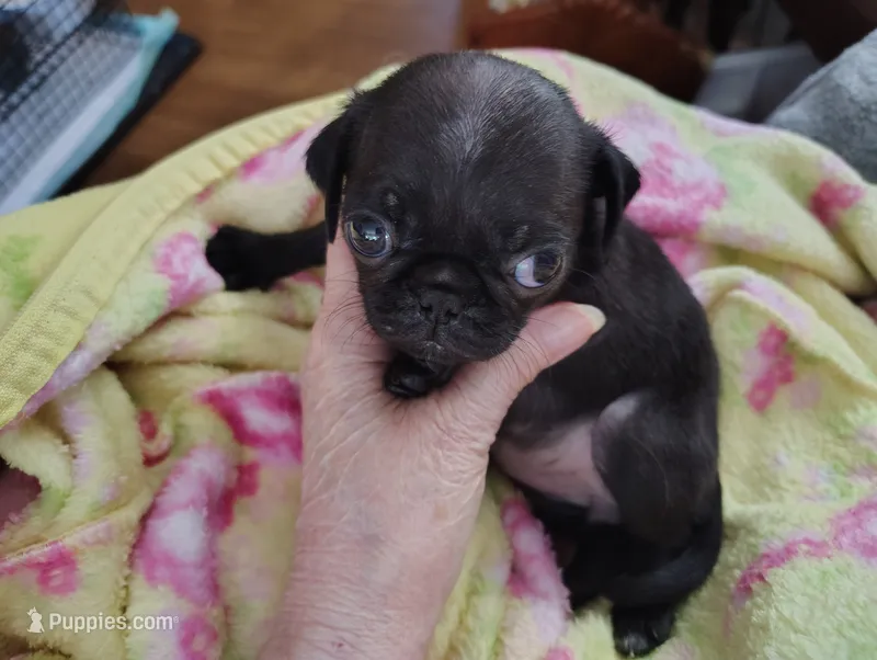 Princess – Pug puppy for sale in Springfield, MO