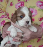 Little buster, a male Cavalier King Charles Spaniel for sale in Springfield, MO – Photo 1 of 5