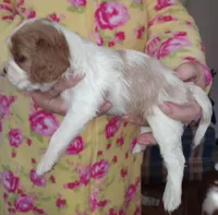 Little buster, a male Cavalier King Charles Spaniel for sale in Springfield, MO – Photo 5 of 5