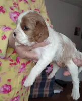 Little buster, a male Cavalier King Charles Spaniel for sale in Springfield, MO – Photo 2 of 5