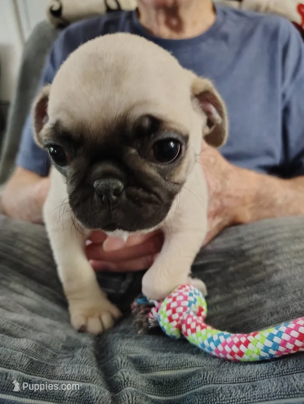 Petunia – Pug puppy for sale in Springfield, MO