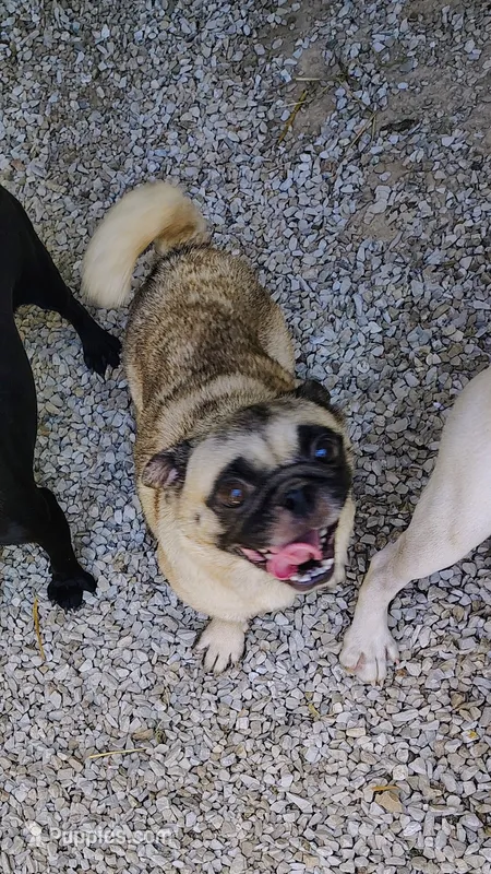 Gi Gi girl – Pug puppy for sale in Springfield, MO