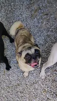 Gi Gi girl, a female Pug for sale in Springfield, MO – 1 of 3