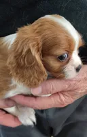 Sammy, a male Cavalier King Charles Spaniel for sale in Springfield, MO – 2 of 4