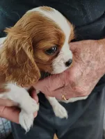 Sammy, a male Cavalier King Charles Spaniel for sale in Springfield, MO – 4 of 4