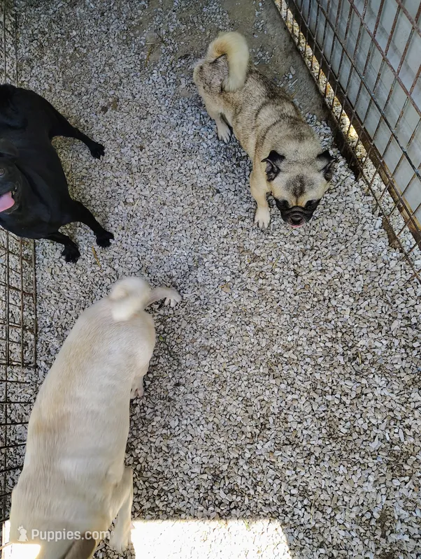 Gi Gi girl – Pug puppy for sale in Springfield, MO