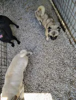 Gi Gi girl, a female Pug for sale in Springfield, MO – 1 of 1
