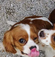 Louie, a male Cavalier King Charles Spaniel for sale in Springfield, MO – 4 of 5