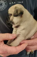 Mr biscuit, a male Pug for sale in Springfield, MO – Photo 5 of 5