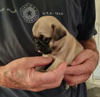 Mr biscuit, a male Pug for sale in Springfield, MO – Photo 3 of 5