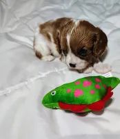 Sammy, a male Cavalier King Charles Spaniel for sale in Springfield, MO – 2 of 5