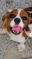 Louie, a male Cavalier King Charles Spaniel for sale in Springfield, MO – 2 of 5