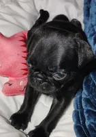 Pebbles girl , a female Pug for sale in Springfield, MO – 2 of 4