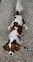 Louie, a male Cavalier King Charles Spaniel for sale in Springfield, MO – 5 of 5