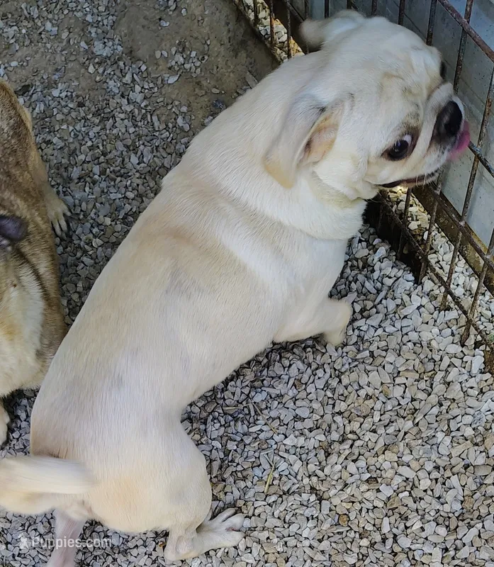 Snowball – Pug puppy for sale in Springfield, MO