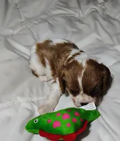 Sammy, a male Cavalier King Charles Spaniel for sale in Springfield, MO – 4 of 5