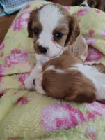 Teddy, a male Cavalier King Charles Spaniel for sale in Springfield, MO – 1 of 3