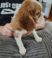 Sammy, a male Cavalier King Charles Spaniel for sale in Springfield, MO – 3 of 4