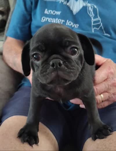 Black Jellybean girl, a female Pug for sale in Springfield, MO – 2 of 2