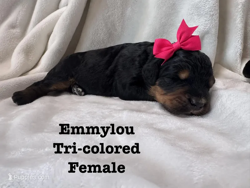 Emmylou – Bernedoodle puppy for sale in Marion, VA