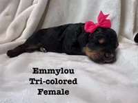Emmylou, a female Bernedoodle for sale in Marion, VA – 3 of 5