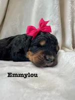 Emmylou, a female Bernedoodle for sale in Marion, VA – 4 of 5