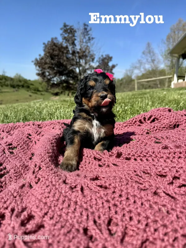 Emmylou – Bernedoodle puppy for sale in Marion, VA
