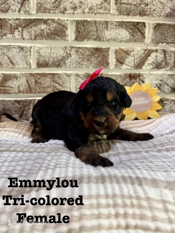 Emmylou – Bernedoodle puppy for sale in Marion, VA