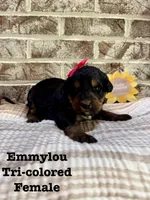 Emmylou, a female Bernedoodle for sale in Marion, VA – 2 of 5