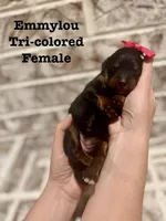 Emmylou, a female Bernedoodle for sale in Marion, VA – 5 of 5