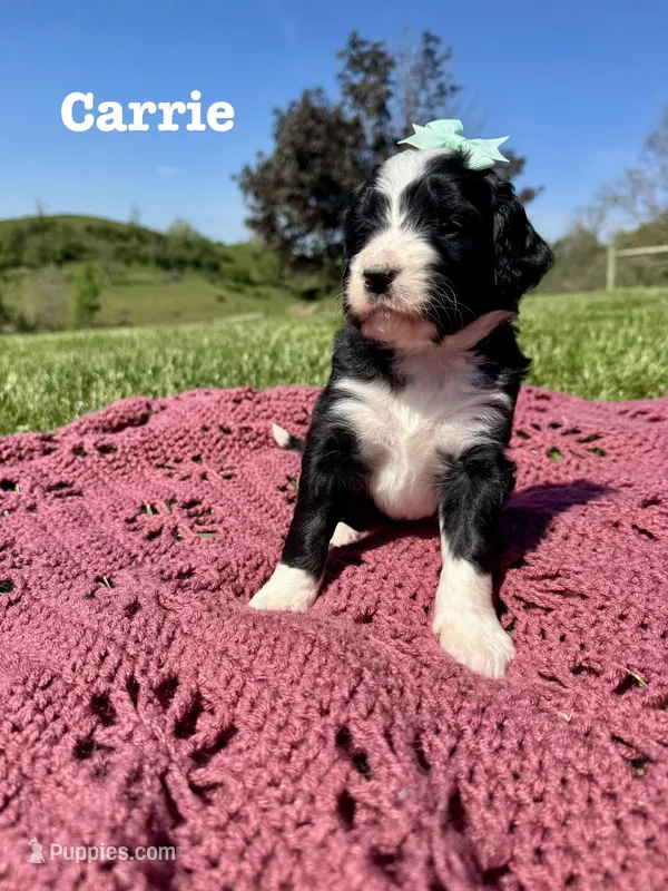 Carrie  – Bernedoodle puppy for sale in Marion, VA