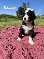 Carrie , a female Bernedoodle for sale in Marion, VA – 3 of 7