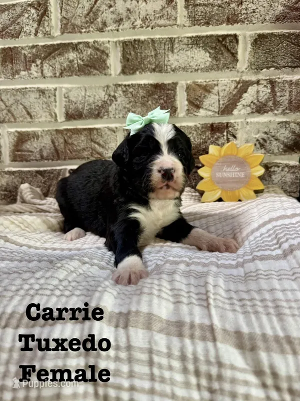 Carrie  – Bernedoodle puppy for sale in Marion, VA