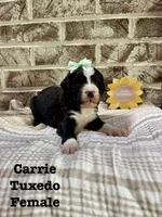 Carrie , a female Bernedoodle for sale in Marion, VA – 4 of 7