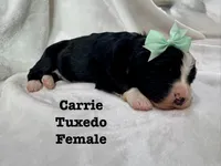 Carrie , a female Bernedoodle for sale in Marion, VA – 6 of 7