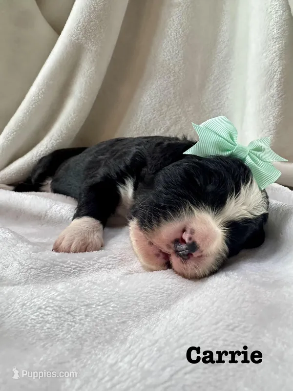 Carrie  – Bernedoodle puppy for sale in Marion, VA