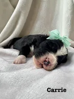 Carrie , a female Bernedoodle for sale in Marion, VA – 5 of 7