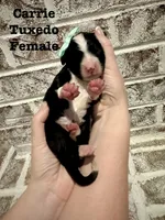Carrie , a female Bernedoodle for sale in Marion, VA – 7 of 7