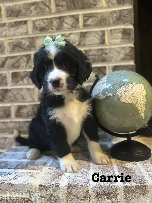 Carrie  – Bernedoodle puppy for sale in Marion, VA