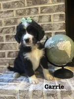Carrie , a female Bernedoodle for sale in Marion, VA – 1 of 7