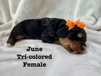 June , a female Bernedoodle for sale in Marion, VA – 3 of 5