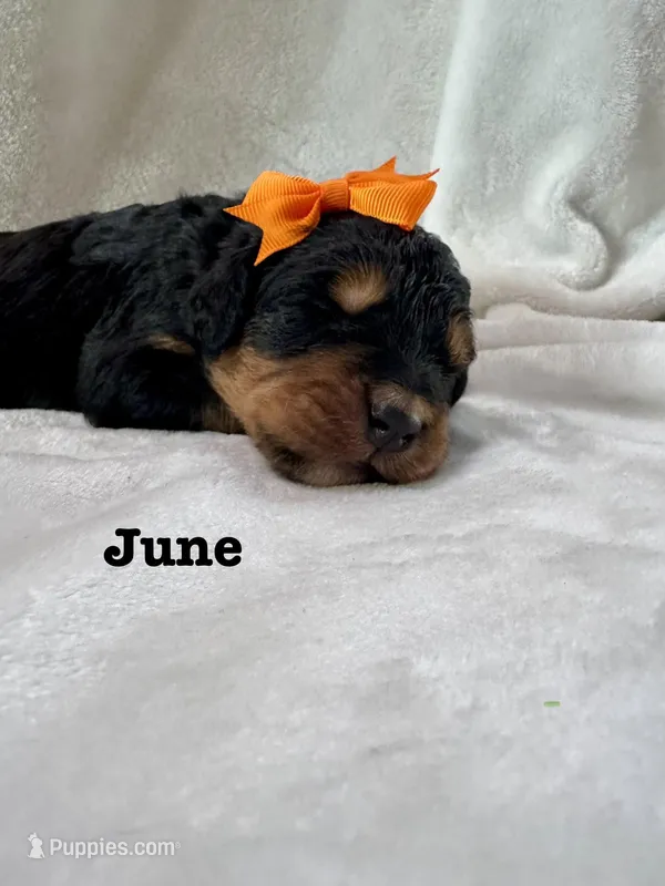 June  – Bernedoodle puppy on hold in Marion, VA