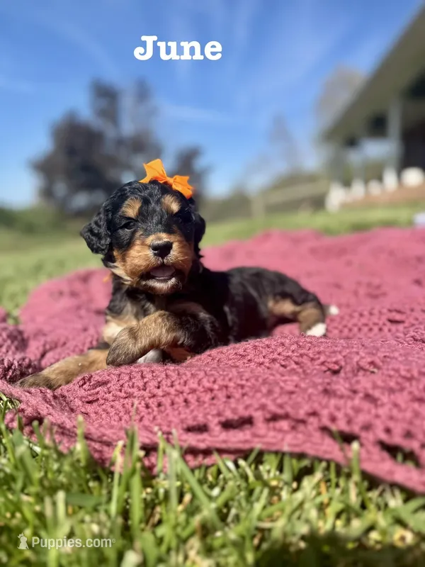 June  – Bernedoodle puppy on hold in Marion, VA