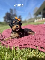 June , a female Bernedoodle for sale in Marion, VA – 1 of 5
