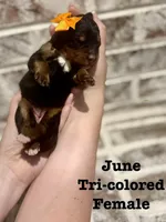 June , a female Bernedoodle for sale in Marion, VA – 5 of 5